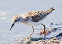 Calidris pusilla